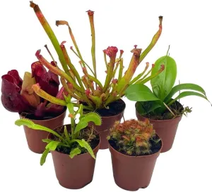 BubbleBlooms Carnivorous Plant Assortment Set, 5 Live Different Plants in 2 inch Pots