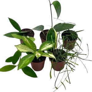 BubbleBlooms Hoya Variety Assortment Plant Set, Premium Set, Variegated Wayetii, Curtisii, Macrophylla, Linearis and More in 2 inch pots