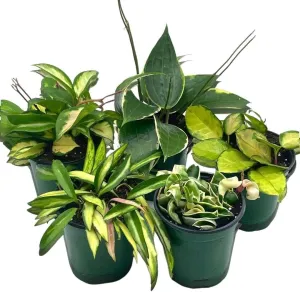 BubbleBlooms Premium Hoya Assortment Set 5 Different Premium Hoyas in 4 inch pots