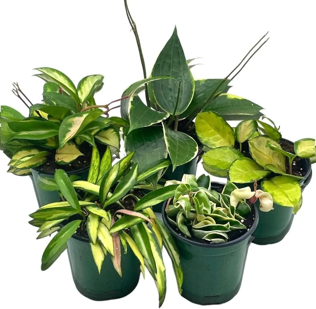 BubbleBlooms Premium Hoya Assortment Set 5 Different Premium Hoyas in 4 inch pots