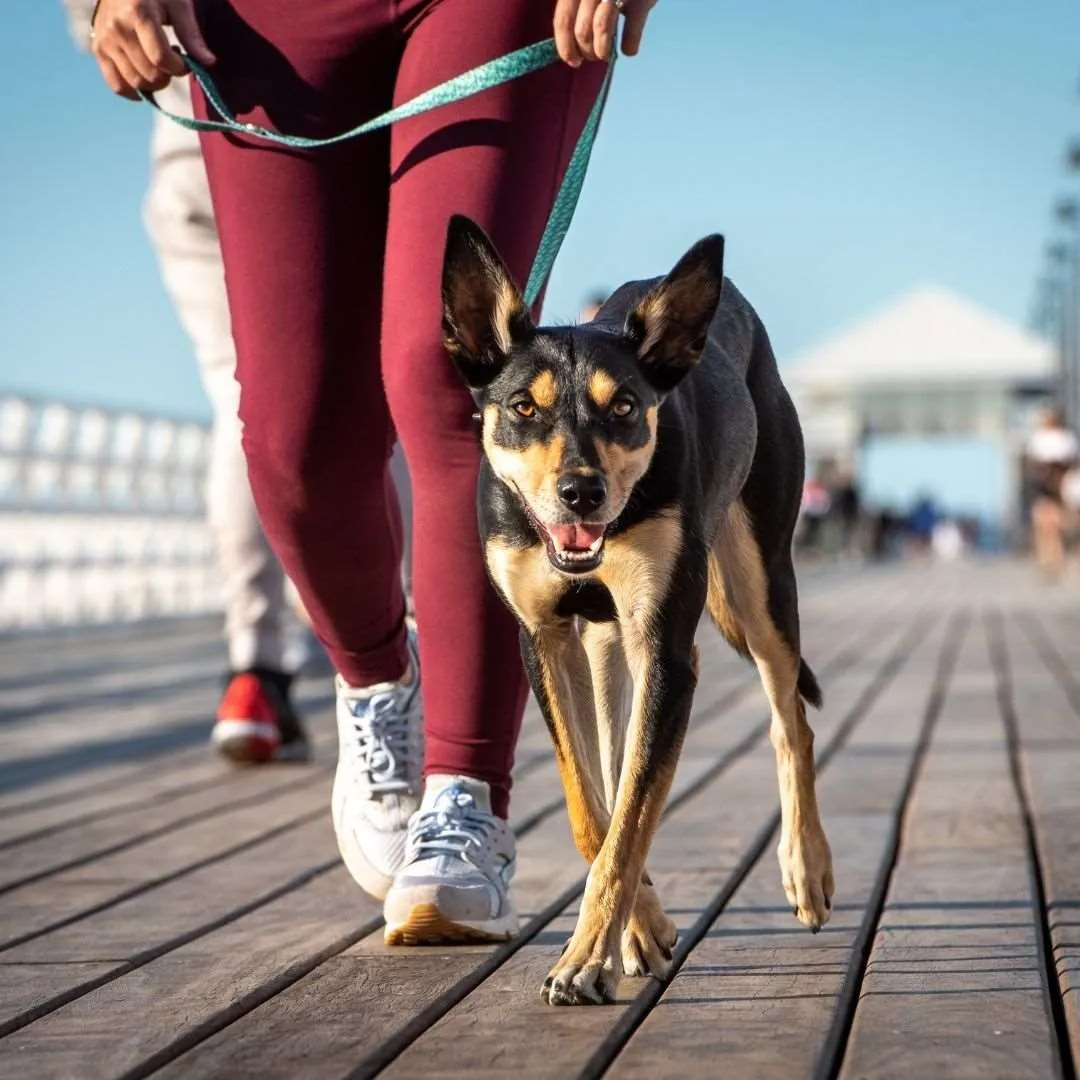 Eco Walking Set