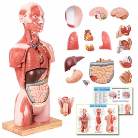 EVOTECH 2025 New Human Body Deluxe Musculature Model, 16 Pcs Removable 17 inch Human Torso Anatomy Model with Heart Head Skull Brain Skeleton Model for Medical Student, Lab & Classroom Use