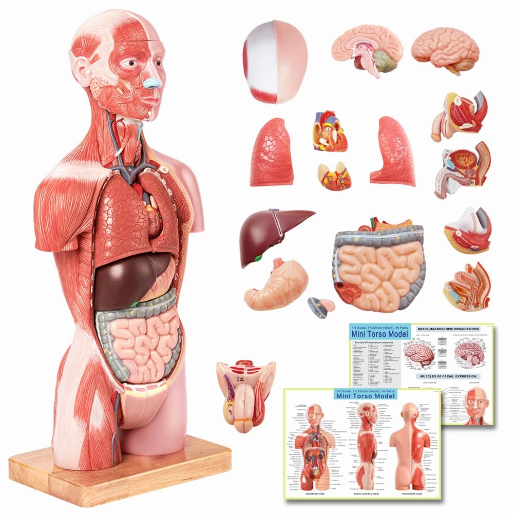 EVOTECH 2025 New Human Body Deluxe Musculature Model, 16 Pcs Removable 17 inch Human Torso Anatomy Model with Heart Head Skull Brain Skeleton Model for Medical Student, Lab & Classroom Use
