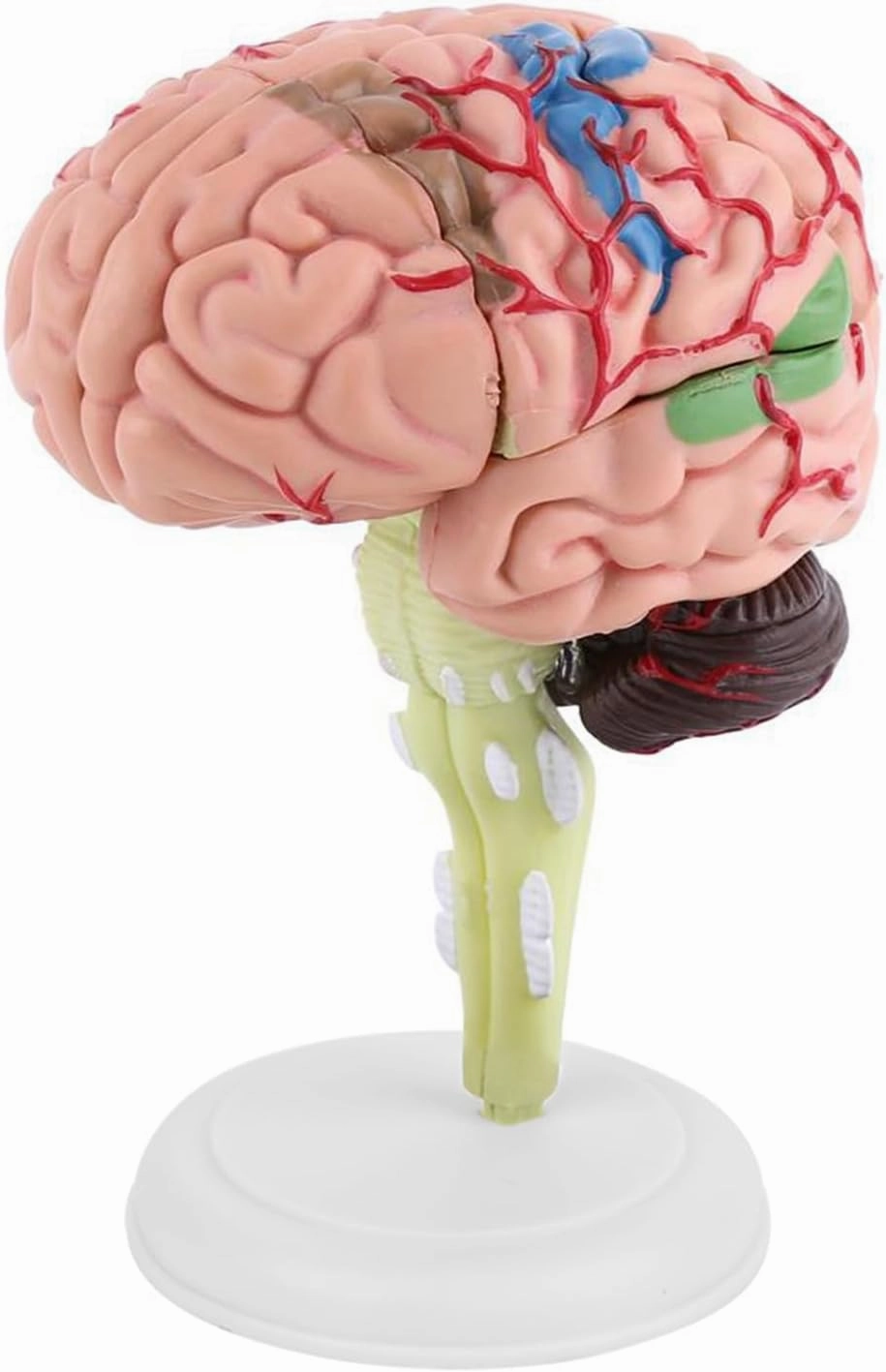 Human Body Model for Kids,Vevor Brain Model,Human Brain Model Toy Disassembled Medical Teaching Tool for Kids Plastic Colorful Anatomy Display Base 1Pc