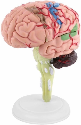 Human Brain Model, Medical Anatomical Brain Model with Arteries for Science Classroom Study Display Teaching Medical Model