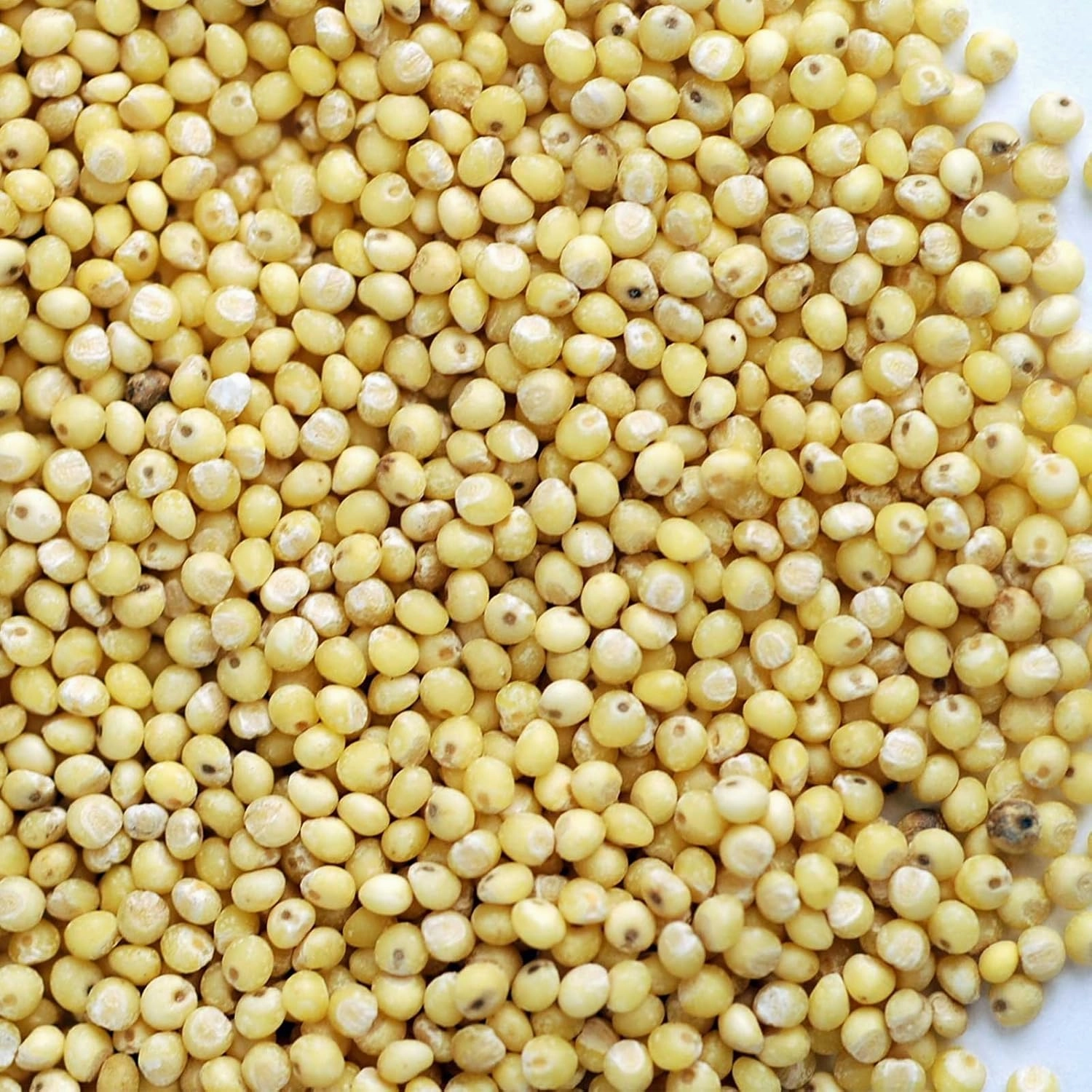 Organic Hulled (Husk Removed) Seeds: 5 Lb - Non-GMO Cereal Grain - Make Millet Beer, Grind Millet Flour, Cereal, Bird Seed, Emergency Food Storage