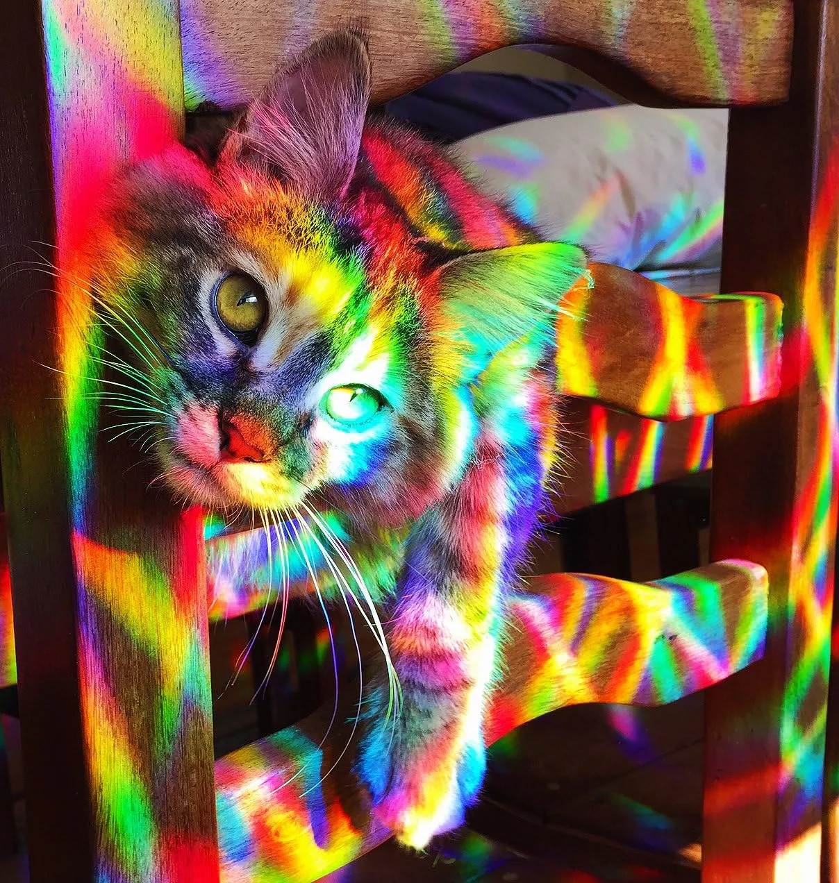 Rainbow Symphony - Rainbow Window Suncatcher – Prism Light Catcher for Windows Creates Vibrant Rainbows – 4" Hanging Sun Catcher with Axicon Pattern and Bonus Decal – Made in USA