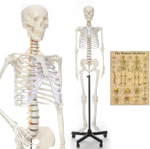 RONTEN Human Skeleton Model for Medical Study, Life Size Medical Anatomical Skeleton, 70.8" Including Adjustable Rolling Stand   Cover   Poster